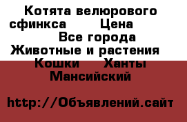 Котята велюрового сфинкса. .. › Цена ­ 15 000 - Все города Животные и растения » Кошки   . Ханты-Мансийский